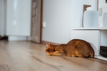 Small abyssinian cat lean on the floor when hunting the cattoy