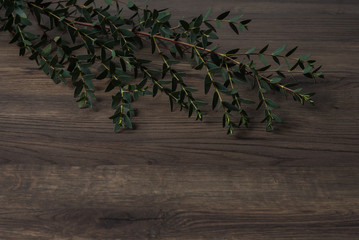 Wooden background natural piece of wood table eco green brown 