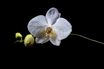 Fototapeta na wymiar Orchid flower on black background. White orchid flower with water drops. Elegant flower of a white phalaenopsis orchid isolated on a black background.
