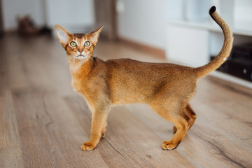 Young Abyssinian cat with concerned face