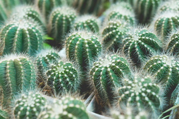 Small cactus close up in garden