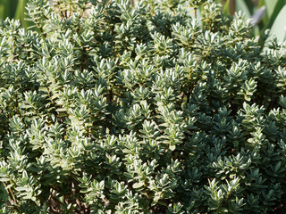 Hebe pinguifolia pagei ou véronique naine, un buisson décoratif au feuillage vert amande aux...