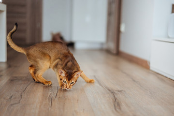 Cute purebred abyssinian kitten playing and jumping.