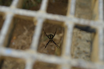 spider on web