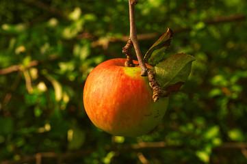 Apfel am Baum