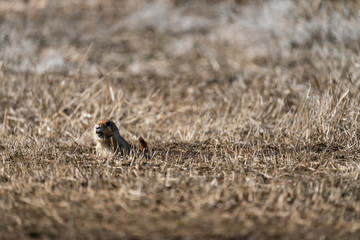 Prairie Dog in Colorado