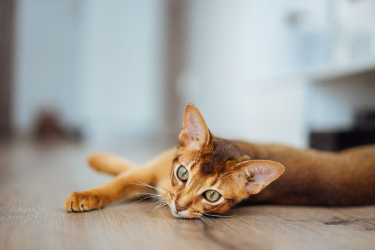 Portrait of purebred abyssinian cat laying on the wooden floor