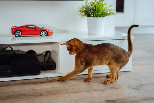 Young purebred abyssinian cat playing and jumping.