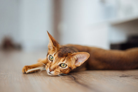 Portrait of purebred abyssinian cat laying on the wooden floor