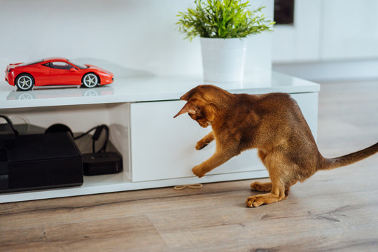 Young purebred abyssinian cat playing and jumping.