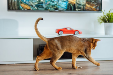 Young purebred abyssinian cat playing and jumping.