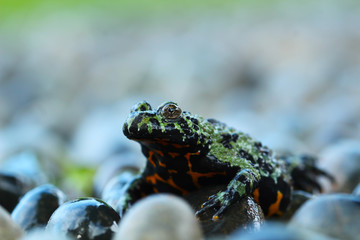 Oriental Fire Bellied Toad, animal closeup