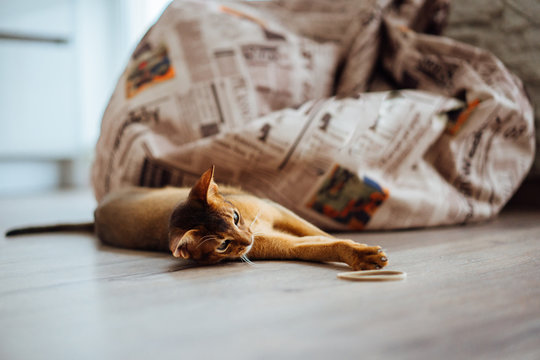 Young ruddy abyssinian cat having reest on the floor