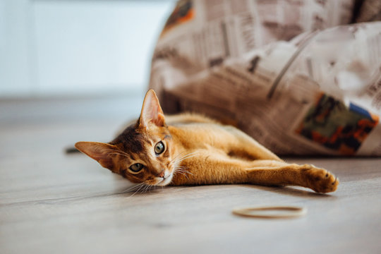Young ruddy abyssinian cat having reest on the floor