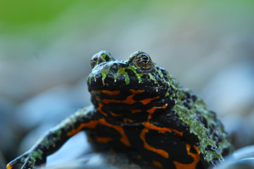 Oriental Fire Bellied Toad, animal closeup