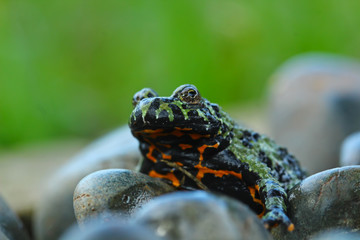 Oriental Fire Bellied Toad, animal closeup