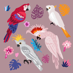 Parrots 1