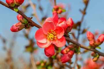 Close Up Pink Flowers Spring Blossom