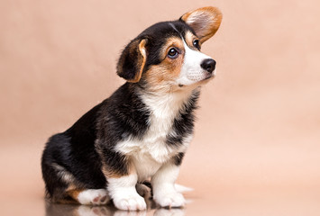 cute welsh corgi tricolor puppy