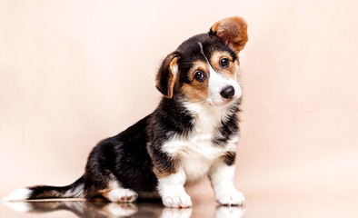 cute welsh corgi tricolor puppy