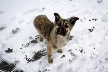 Cute curious puppy view, Siberia, Russia