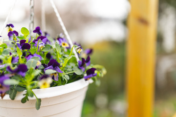 Stiefmütterchen auf in hängendem Topf auf Terrasse
