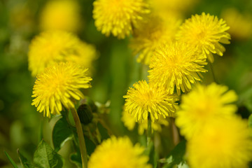 Yellow dandelion flowers (Taraxacum officinale). Dandelions field background on spring sunny day. Blooming dandelion. Medicinal wild herb.