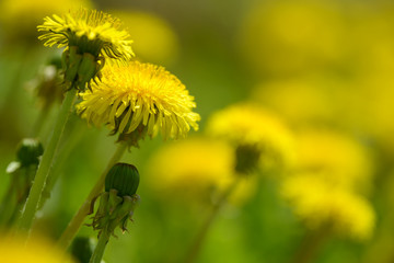 Yellow dandelion flowers (Taraxacum officinale). Dandelions field background on spring sunny day. Blooming dandelion.