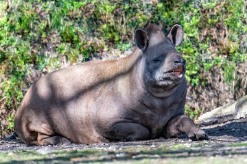 Tapir, Tapirus, funny animal smiling