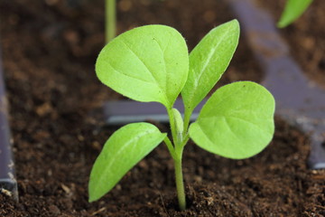 eggplant seedling in plastic cassette