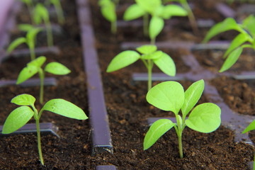 eggplant seedlings in plastic cassettes for growing in a greenhouse