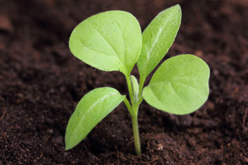 aubergine seedling