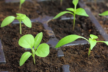 eggplant and pepper sprouts  in plastic cassettes for growing in a greenhouse