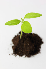 eggplant sprout with earth. isolated on  white background 