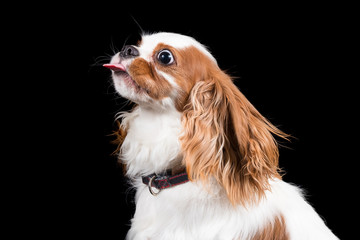 A portrait of a cute cavalier king charles spaniel showing his tongue