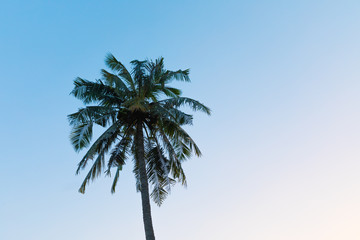 Fototapeta premium Palm tree on sky background