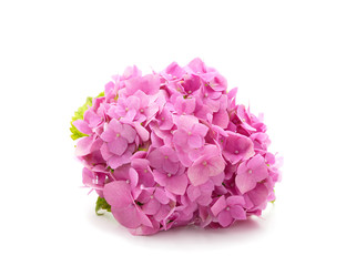 Pink beautiful buldenezh.