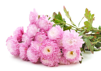 Obraz na płótnie Canvas Beautiful pink chrysanthemums.