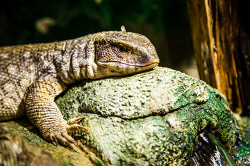 Close-up brown of a big lizard in a zoo.