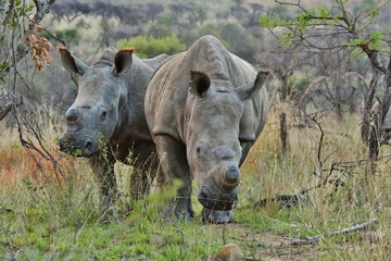 2 massive rhinoceros walking through the savanna