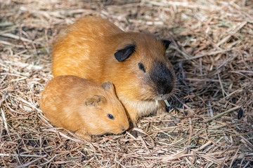 Guinea pig, cuy, cute animals, the mother and the baby