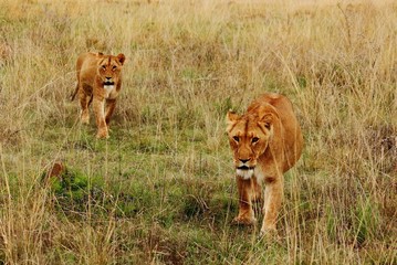 2 female Lions majestically approaching