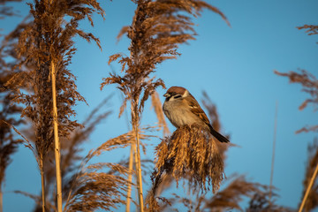 Small sparrow on a reed at sunrise