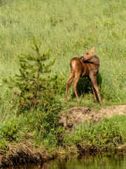Fototapeta na wymiar Baby Moose