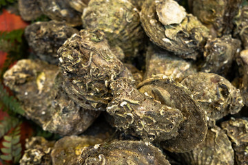 Fresh raw oyster in seafood market. Delicious and healthy shellfish to ready for cooked.