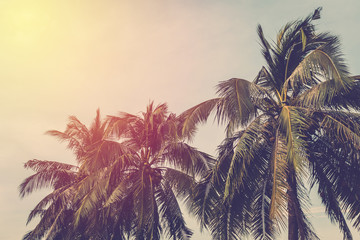 Fototapeta na wymiar Vintage coconut tree and sky background