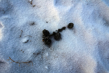 Frozen cone close up view, Siberia, Russia