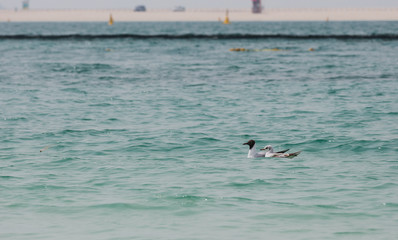 Fototapeta premium Sea beach sand seashore Seagull on the waves