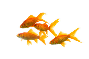 Gold fish Isolation on the white background.