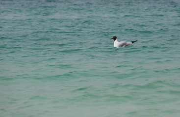 Sea beach sand seashore Seagull on the waves
